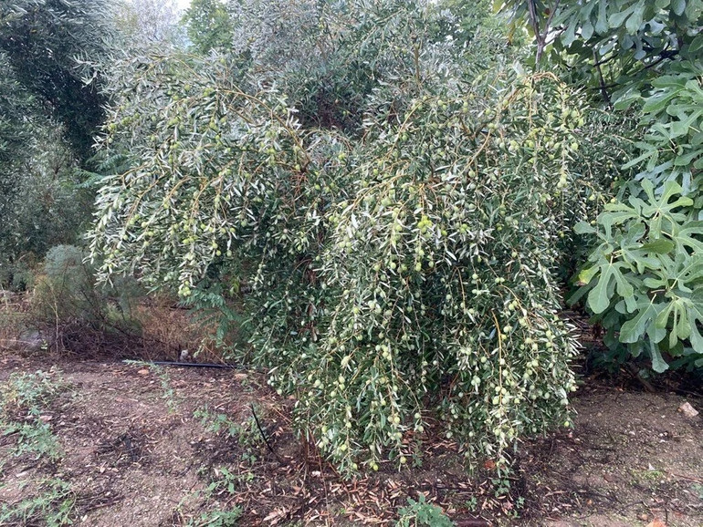 Üreticinin Yüzü Güldü: Rekolte Düşük Ama Kalite ve Fiyatlar Zirvede! resim: 0