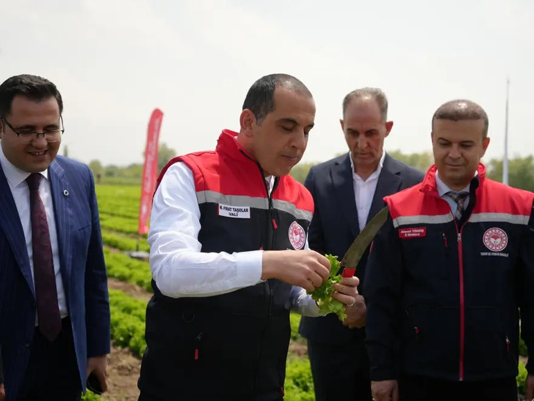 Yılın İlk Mahsulü Toplanıyor! Büyük Mesai Başladı: İlk Hasat 200 Ton! resim: 0