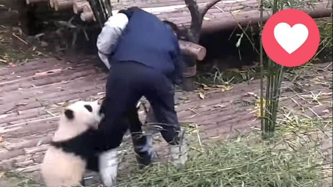 Panda bakıcısı olmak da zor iş!