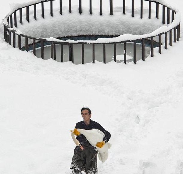 Donmuş göletteki kuğuları kurtarmak için mücadele verdi