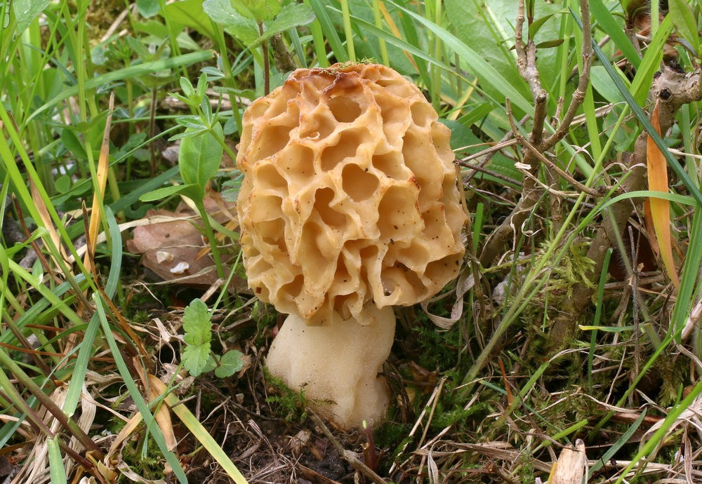 Kilosu 300 lira! Bal peteğine benzeyen mantar köylünün geçim kaynağı