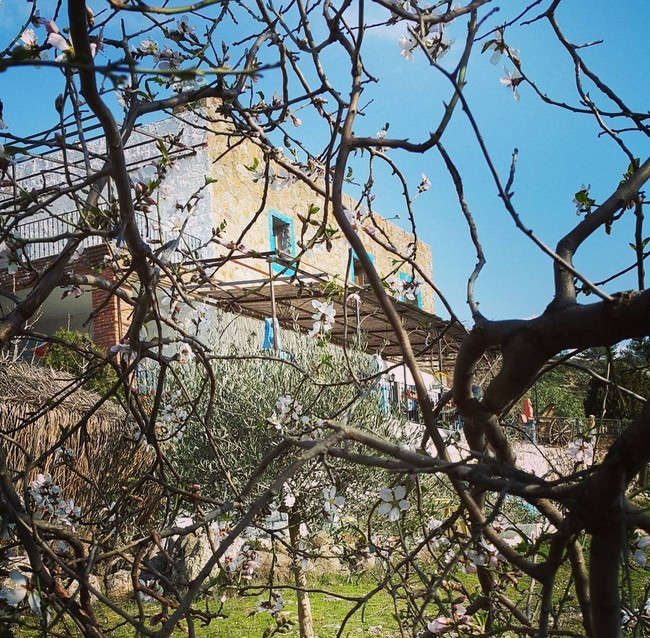 Önemli olan iyi hissetmek! Köyde keçi sağmayı lüks hayata tercih etti…