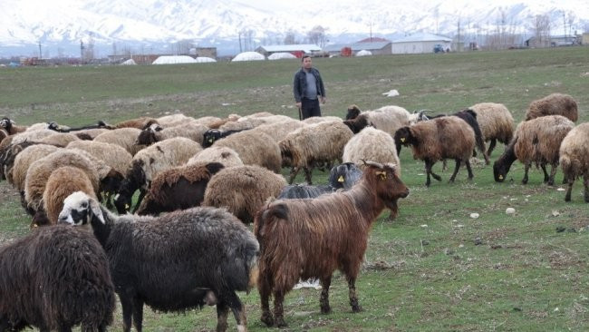 Muş'ta çobanlık için vaat edilen maaş şaşırtıyor!