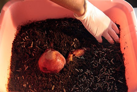 KOSGEB'den aldığı destekle sinekten protein çıkartıyor