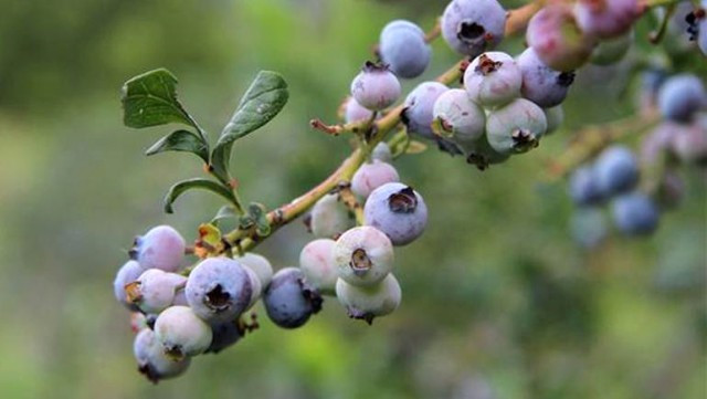 Marmara'da denenmemişi denedi girişimi başarılı oldu.