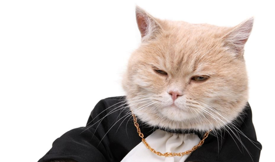 Şişman kedi sendromuna karşı dikkatli olun!