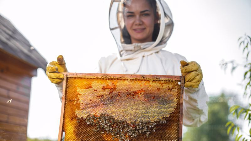 Girişim Hayaline Para