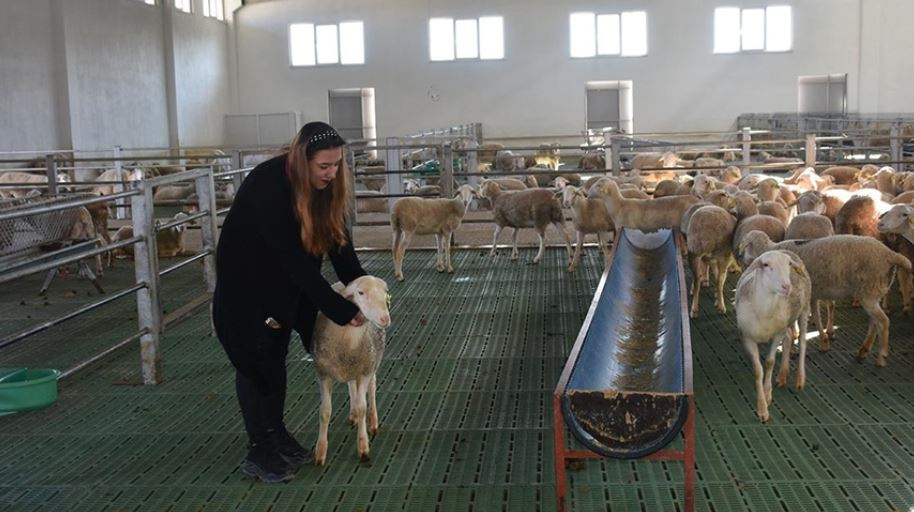 Kadın girişimci koyun çiftliği kurdu