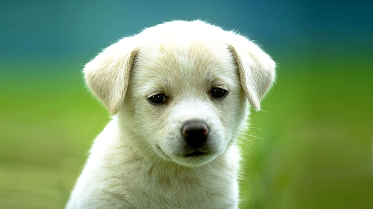 Sadece köpeği beslemek istemişti!