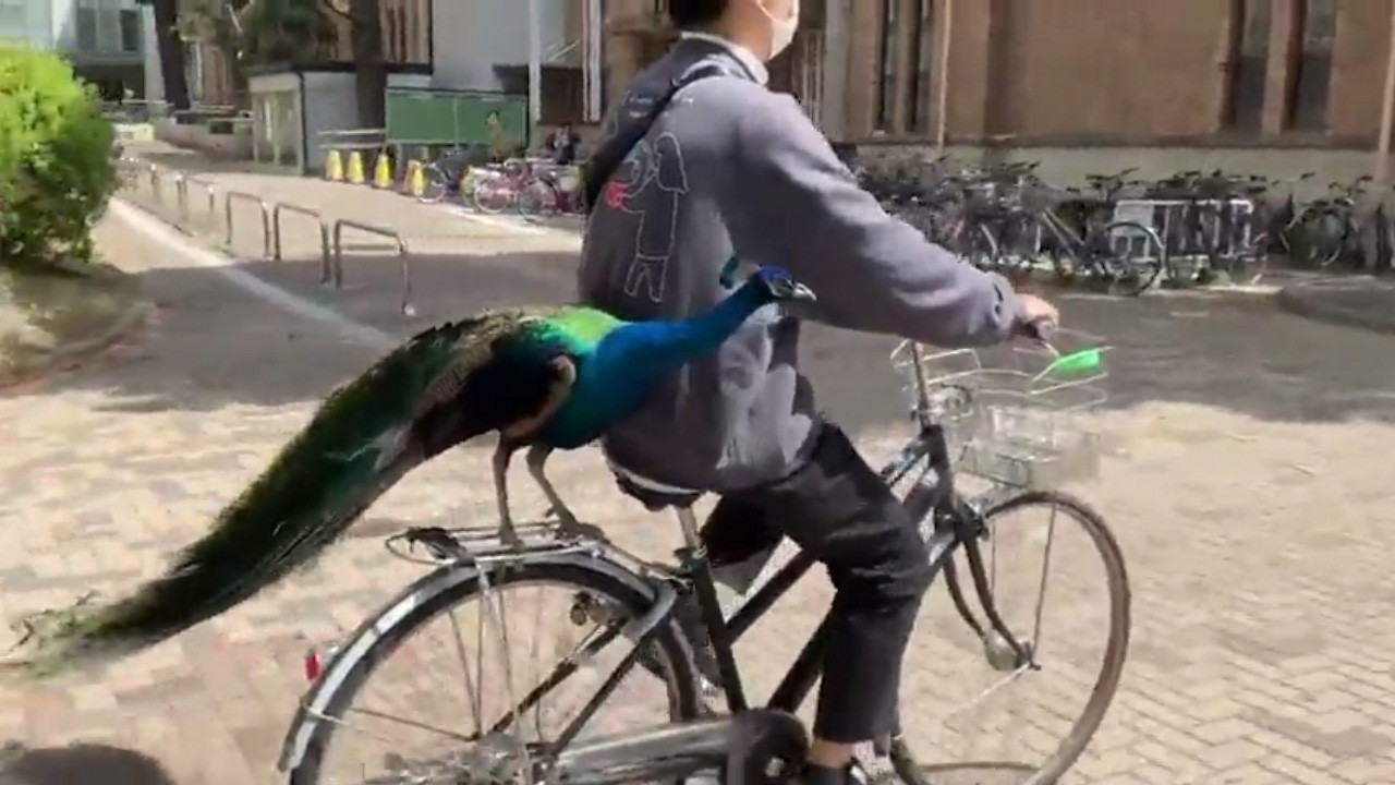 Bisiklet ile seyahat eden tavuskuşu