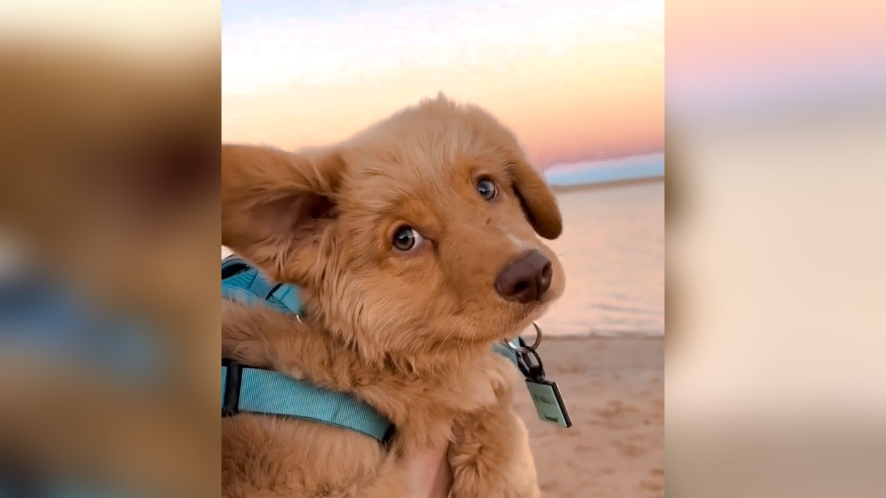İlk defa deniz kokusu alan sevimli köpek