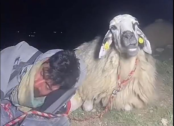 Çoban canlı yayında uyudu 12 bin kişi koyunu izledi