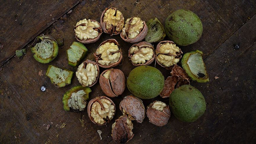 Tarıma yöneliş ceviz bahçelerine yaradı