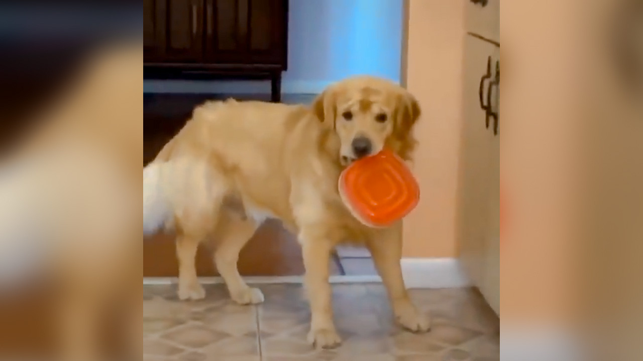 Suçüstü yakalanan köpek