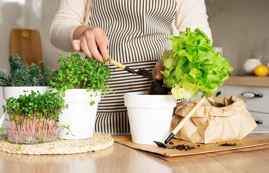 Saksıda salata! Hem hesaplı hem de sağlıklı