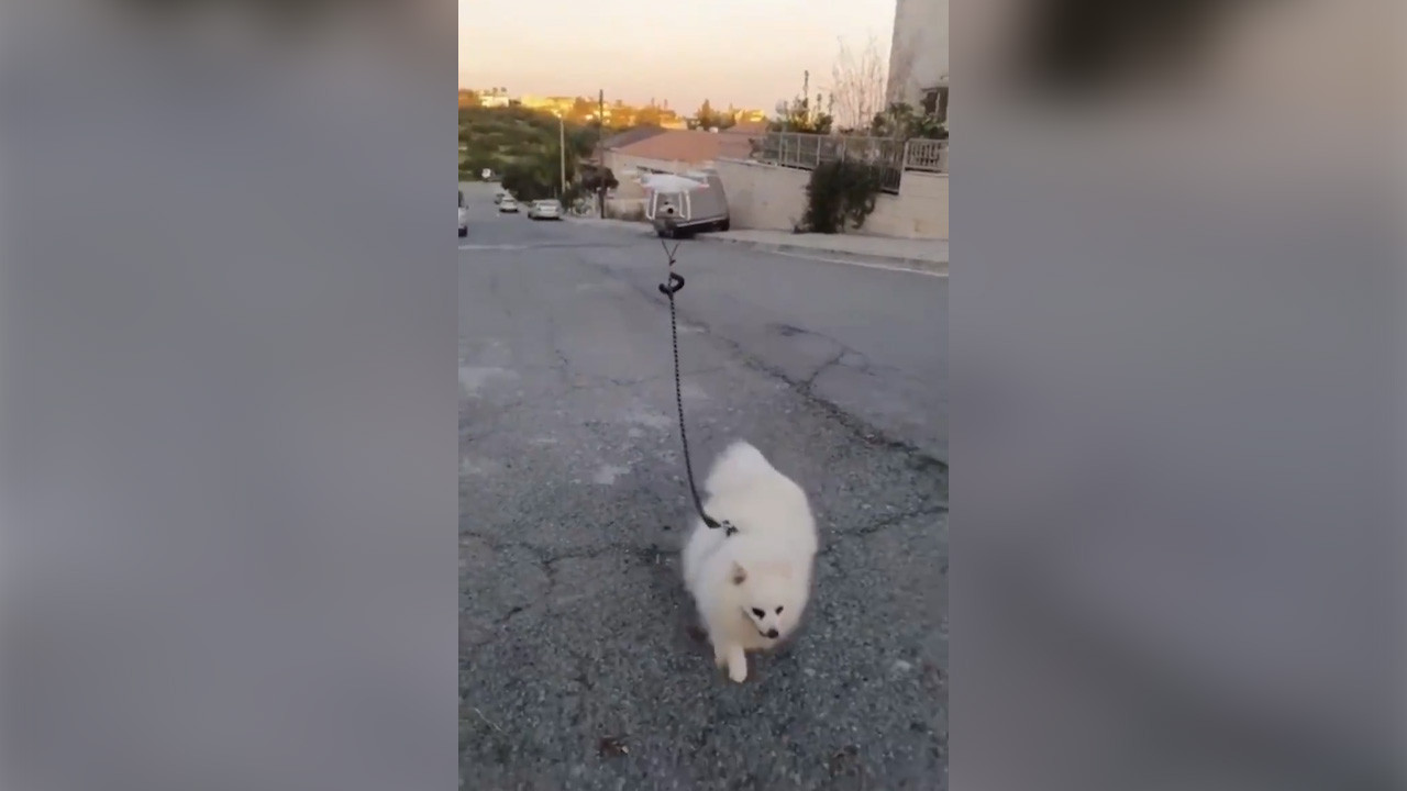 Drone köpek gezdirme görevinde!