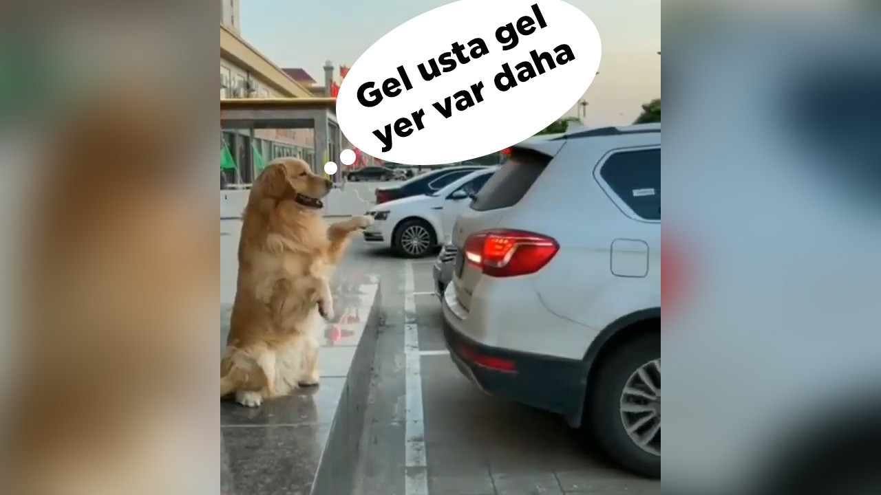 Dünyanın en sevimli park asistanı