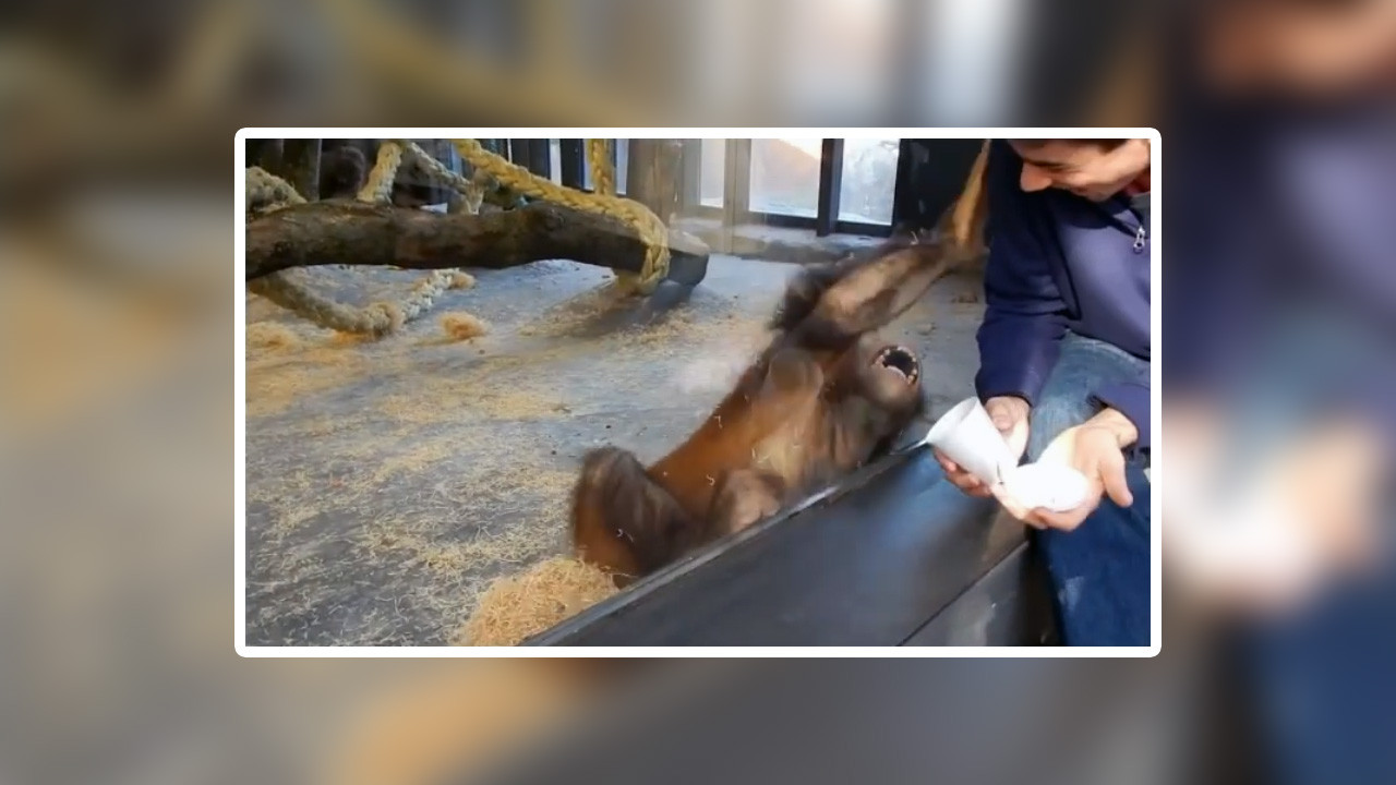 Sihirbazlık numarası gören maymunun tepkisi