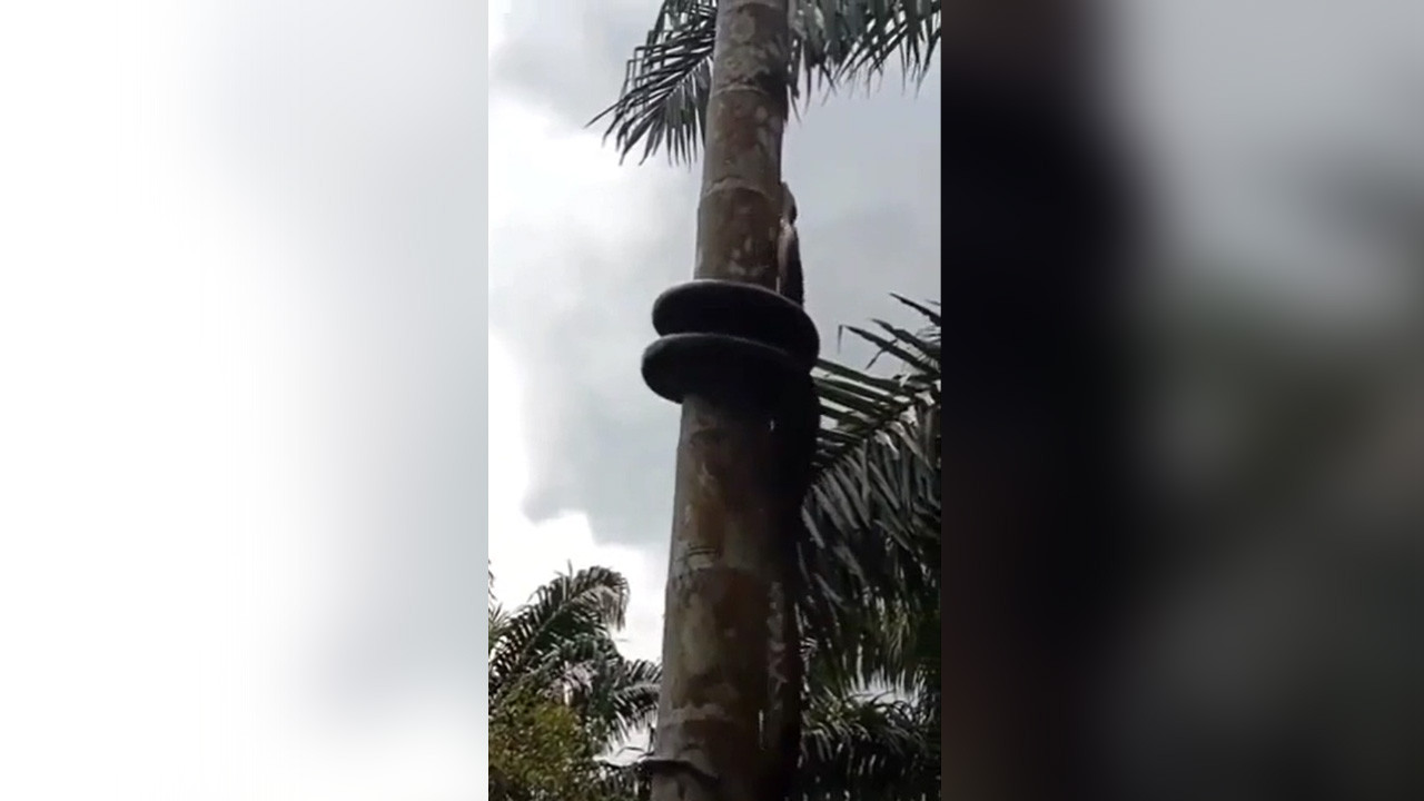 Yılanın ağaca tırmanışı