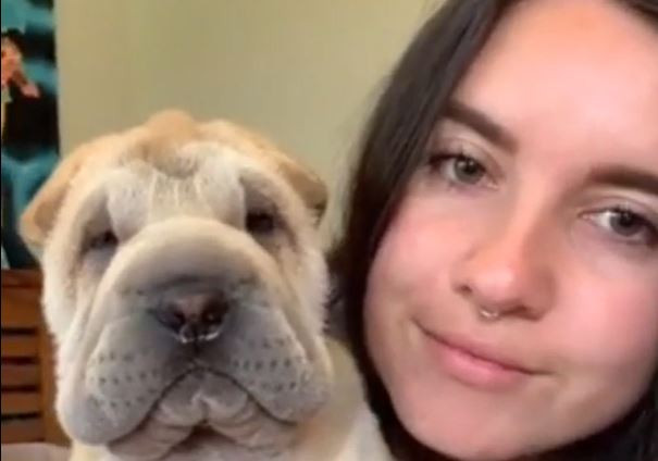 Sahiplerinin öptüğü köpeklerin tepkileri