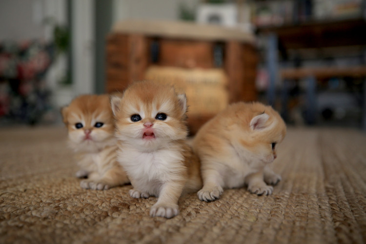 Kedi sahiplenirken karakterine dikkat! 