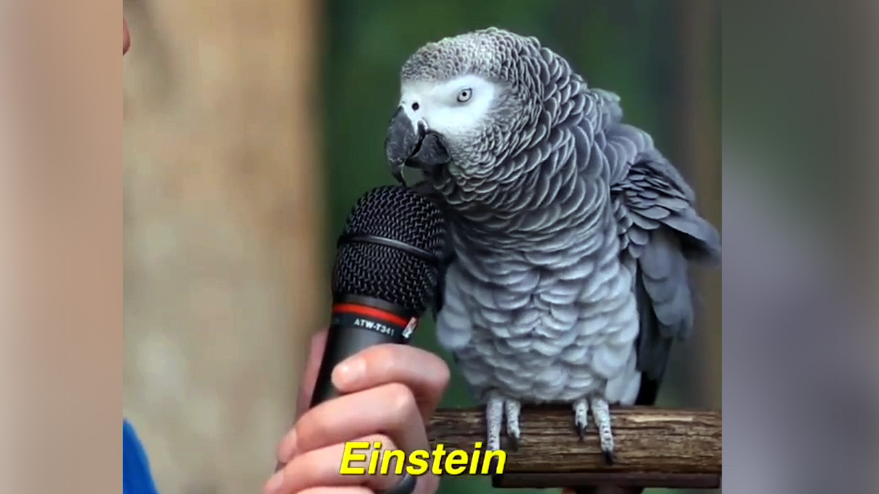 Papağan verdiği cevaplarla şaşırtıyor!