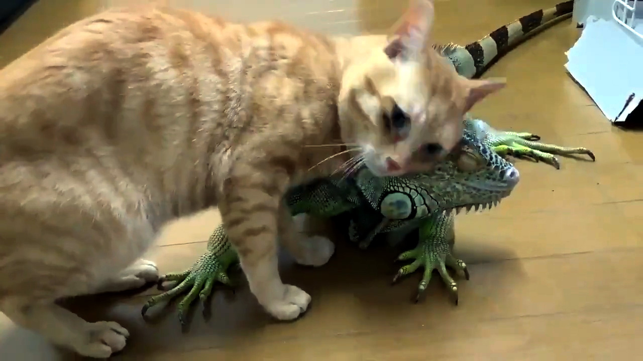 Kedi ve Iguana'nın dostluğu