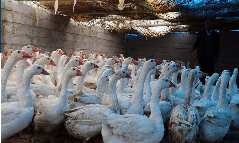 40 kazla başladı 3 yılda kaz çiftliği oldu