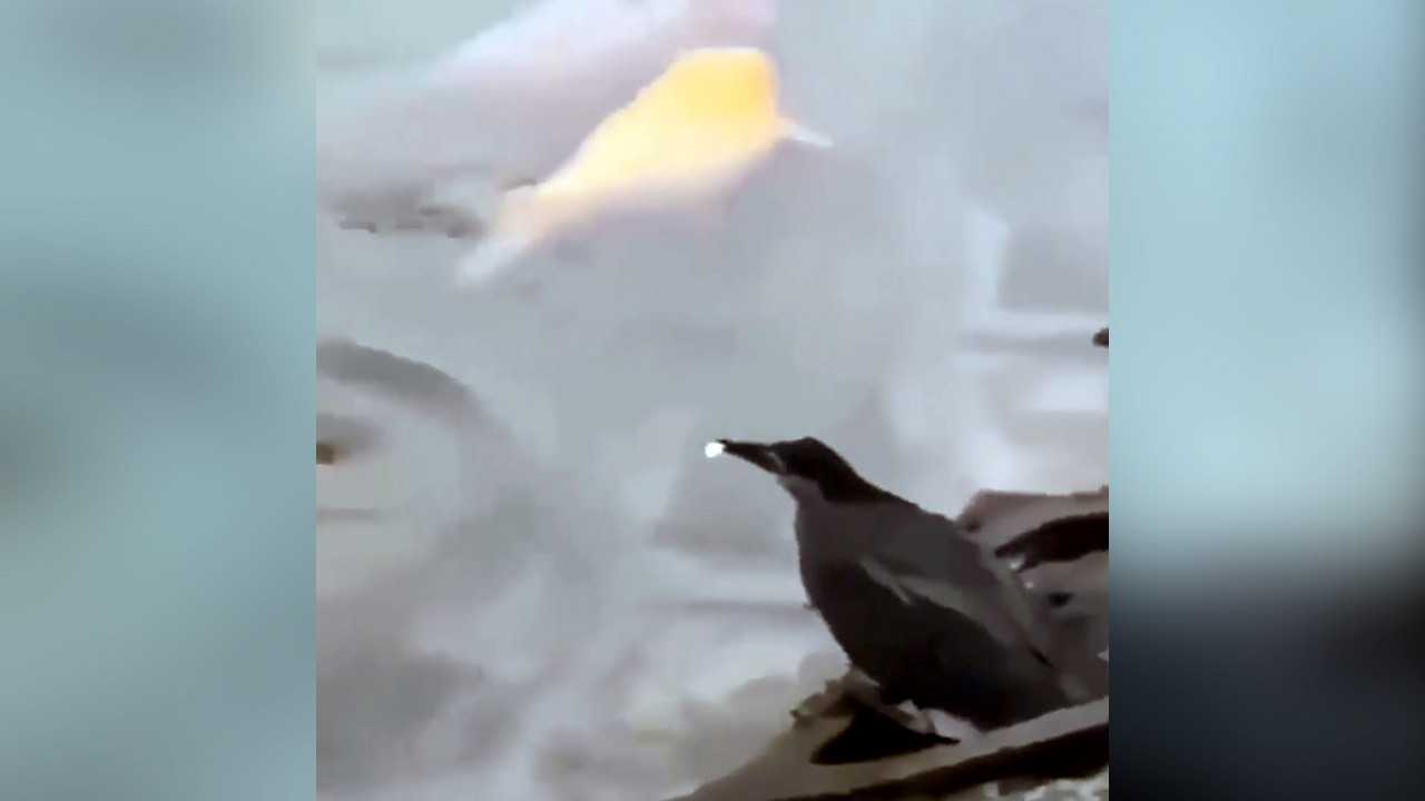 Balıkçının av taktiği