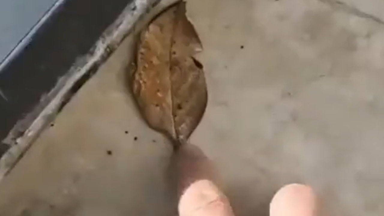 Kelebeğin şaşırtıcı kamuflajı