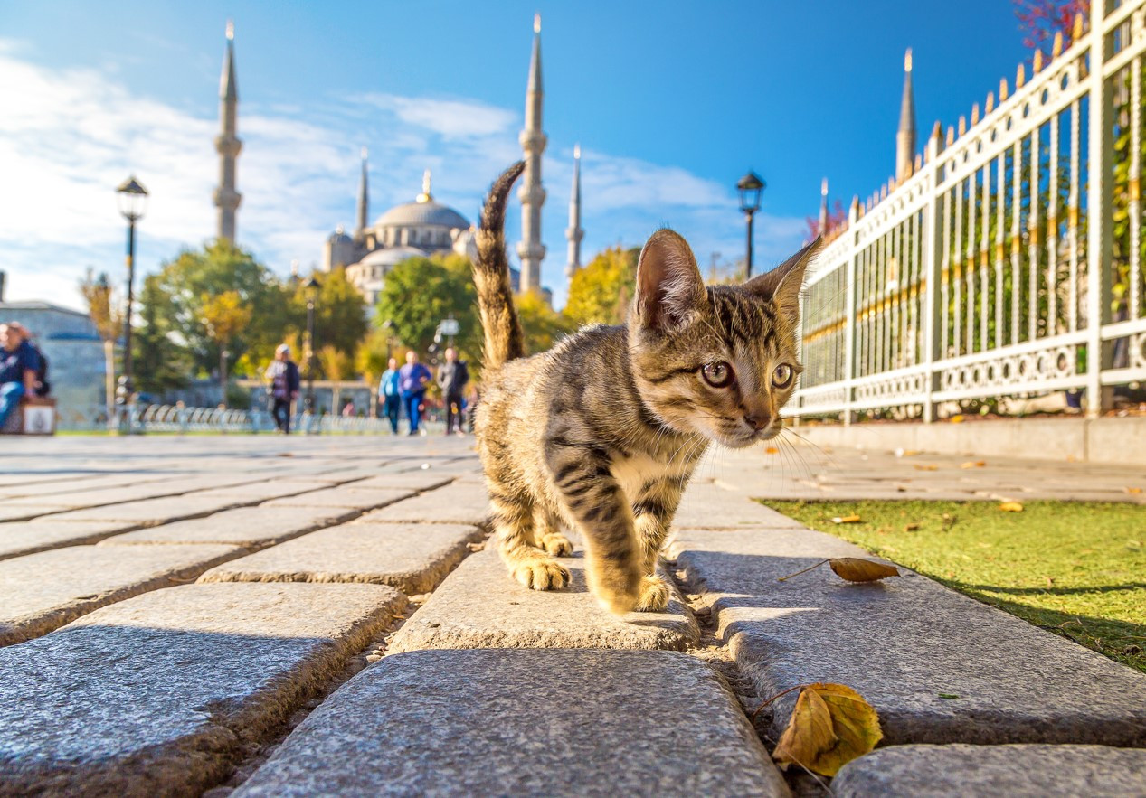 Türkiye'de kediye miras bırakılabilir mi?