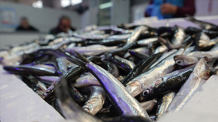 Hamsi ihracatında artış: 25 ülkede alıcı buldu 