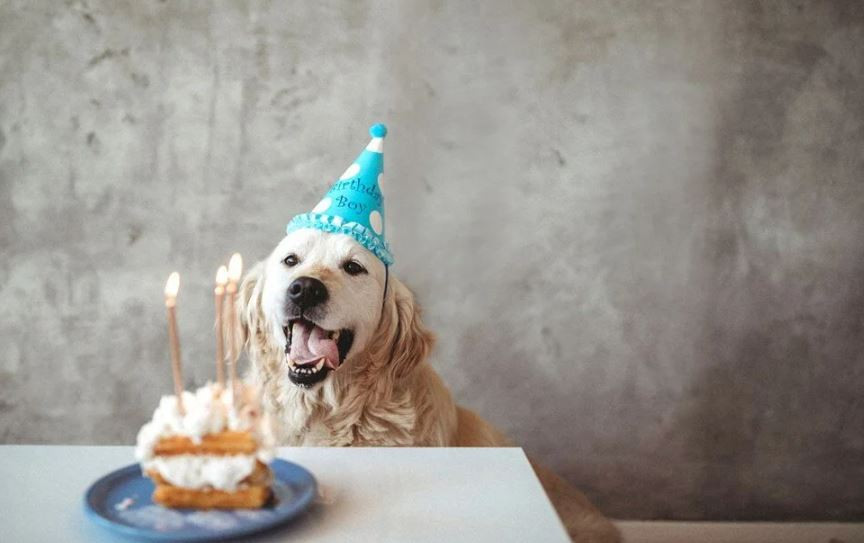 Silikon Vadisi bu kez imkansızı deniyor: Köpekler için ömür uzatıcı ilaç denemeleri başlıyor