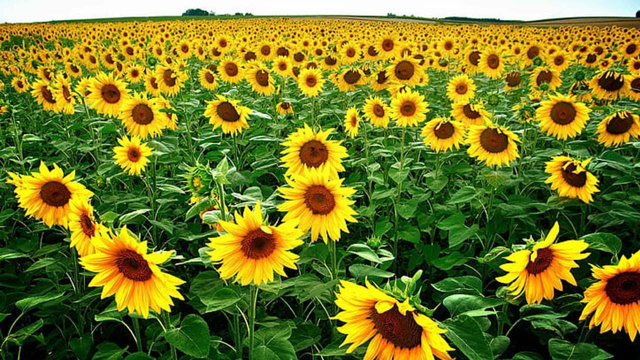 Ayçiçek üreticilerine müjde geldi! Ayçiçek destek ödemelerine yeni düzenleme geliyor. İşte detaylar…