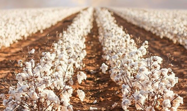 Çukobirlik, pamuk alım fiyatını resmen açıkladı! Pamuk üreticilerinden şok tepki!