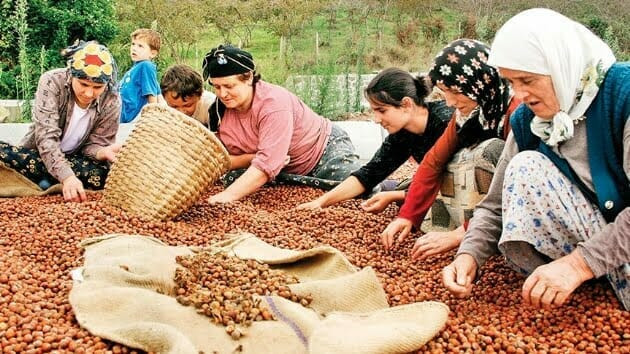 3 ayda satılan fındık adeta rekor kırdı! Tarımsal üretimde yeni dönem!