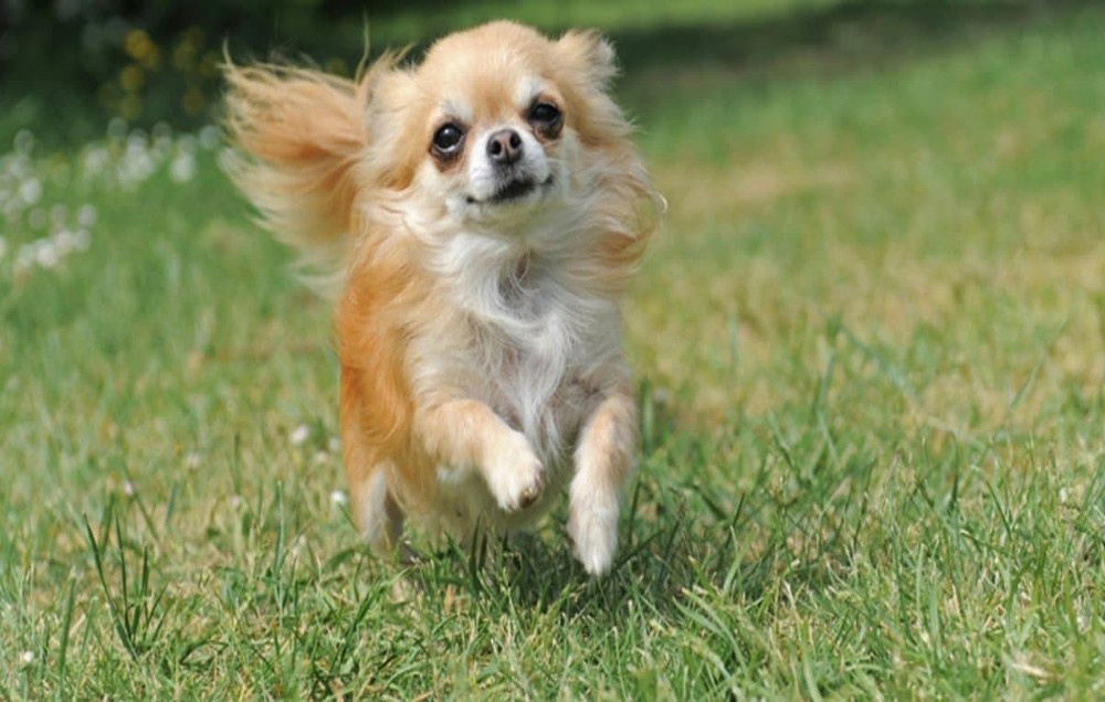 Chihuahua Köpeklerinin Özellikleri Nelerdir?