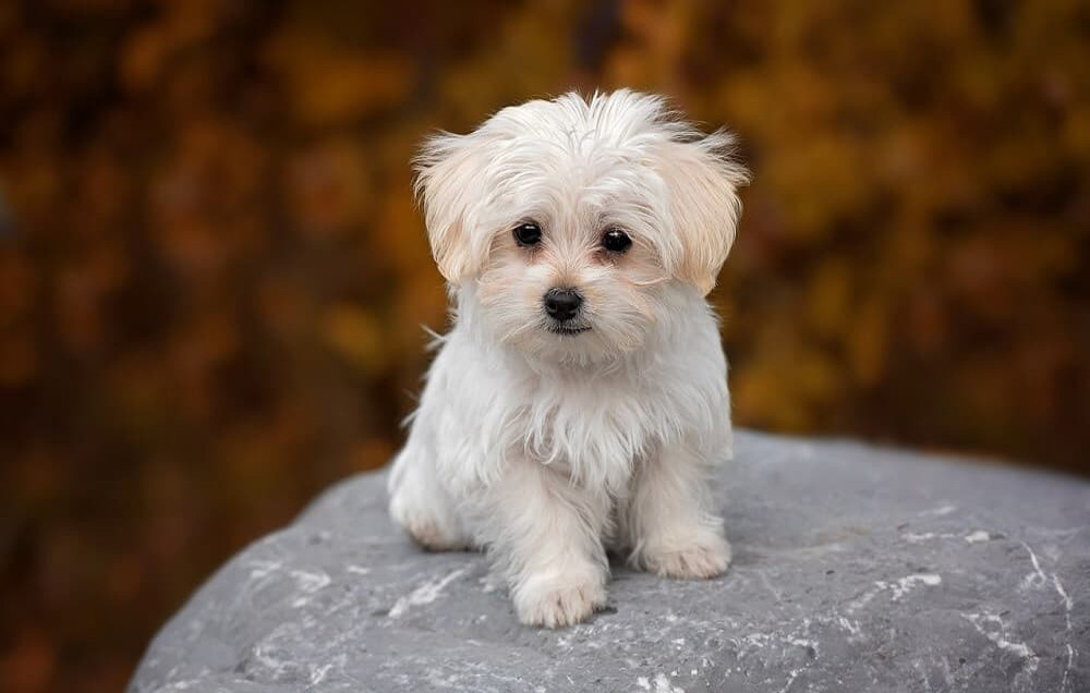 En küçük köpek cinsleri:  Maltese