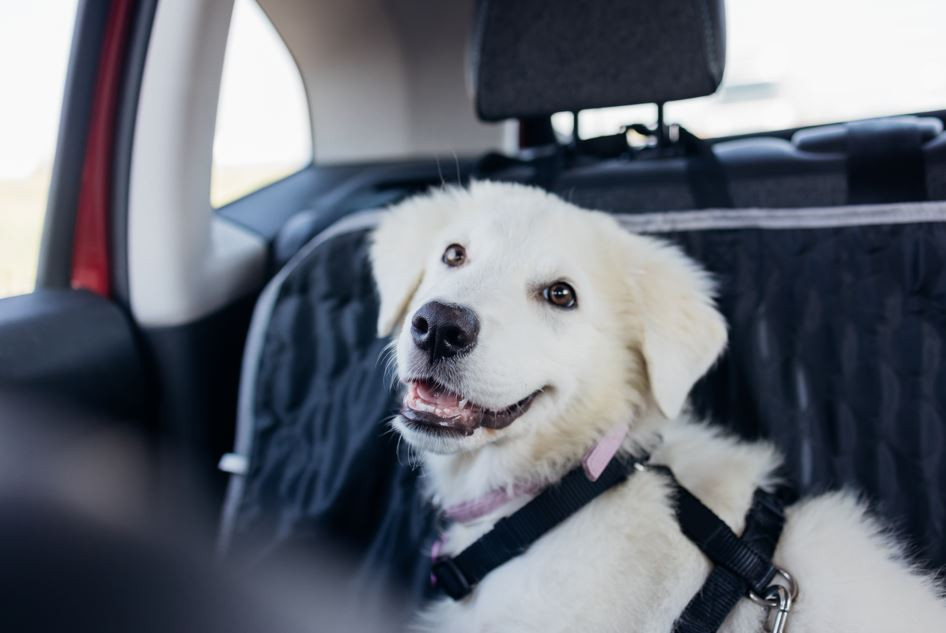 Evcil hayvanlarla seyahate çıkarken nelere dikkat edilmeli?