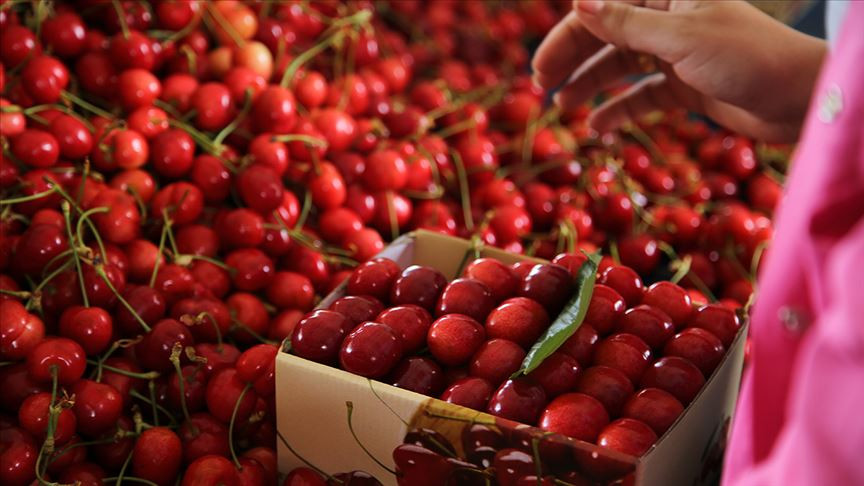 Kilosu 800 liralık kirazda rekor beklentisi