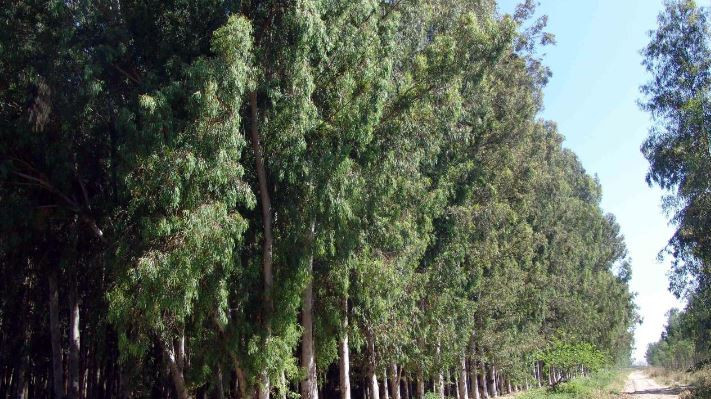 Karabucak Okaliptus Ormanı Ekoturizm Alanı (Mersin)