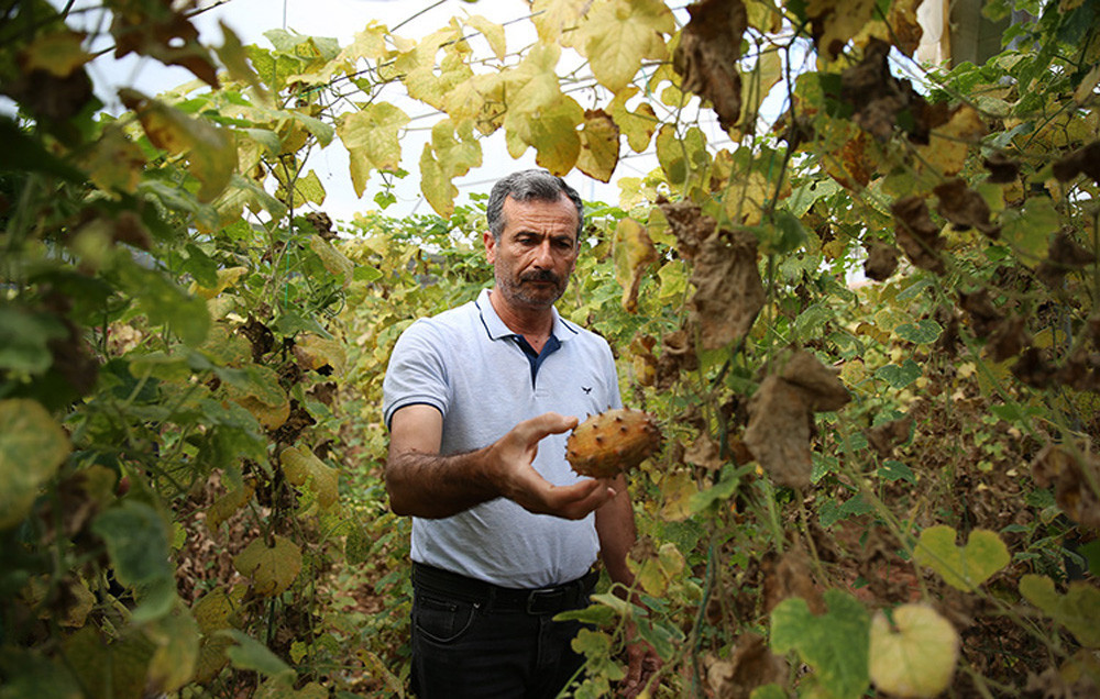 Kiwanonun faydaları saymakla bitmiyor