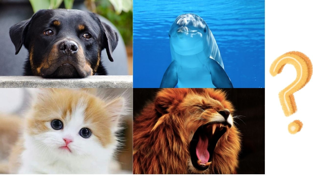 Hangi Hayvansın Testi - Hangi Hayvan Seni Yansıtıyor? 