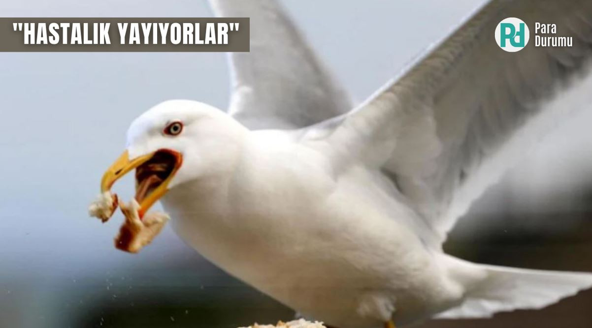Uzmandan martılar ile ilgili önemli uyarı!