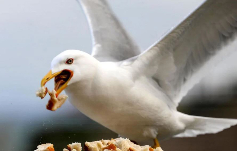 Martılar istilacı kuş türleri arasında 