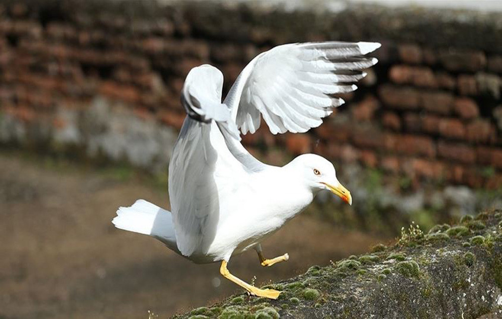 Hastalık yayıyorlar
