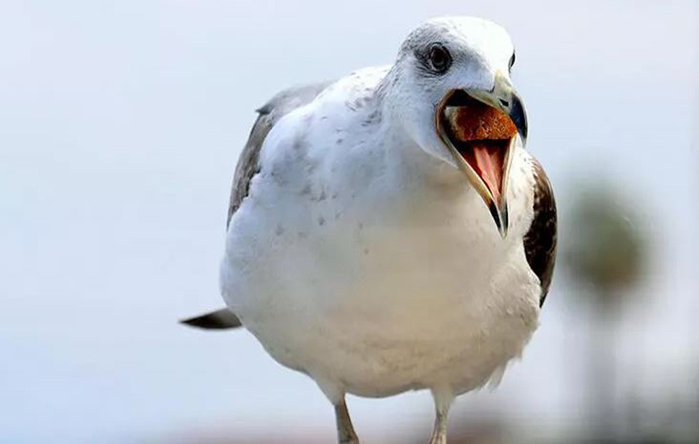 Ötücü kuşların sayısı azaldı