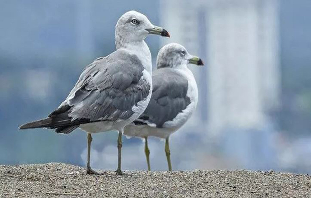 Martılara karşı önlem alınmalı