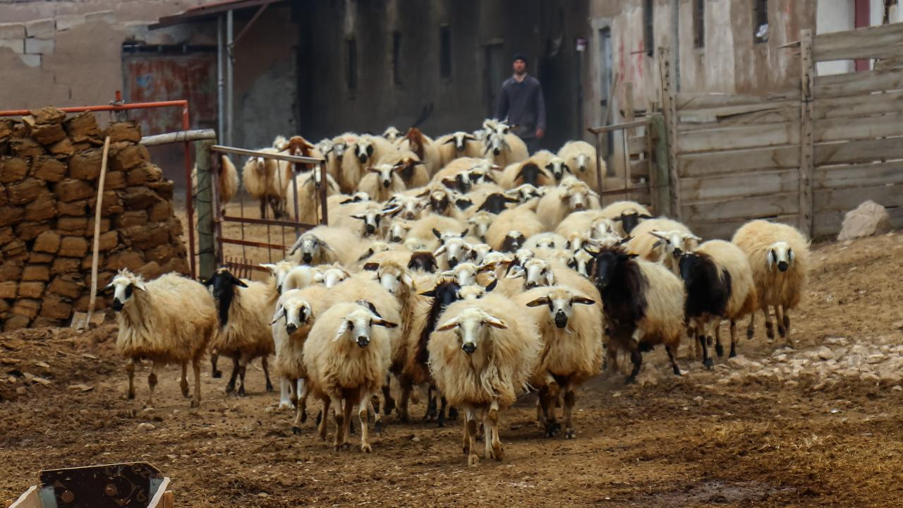Aşırı sıcaklar hayvancılığı da etkiliyor