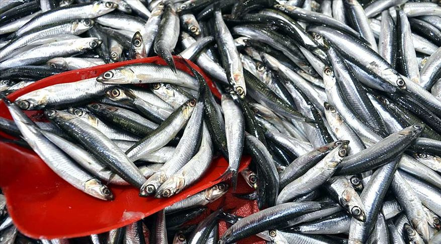 Balık sezonu açılıyor: Hamsi ne kadar olacak?